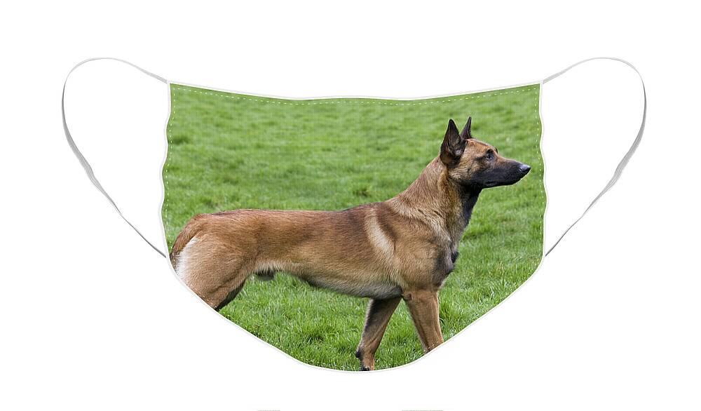 Belgian Shepherd Dog Face Mask featuring the photograph 101130p020 by Arterra Picture Library