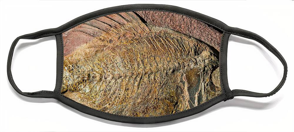 Nature Face Mask featuring the photograph Fish Fossil #11 by Millard H. Sharp