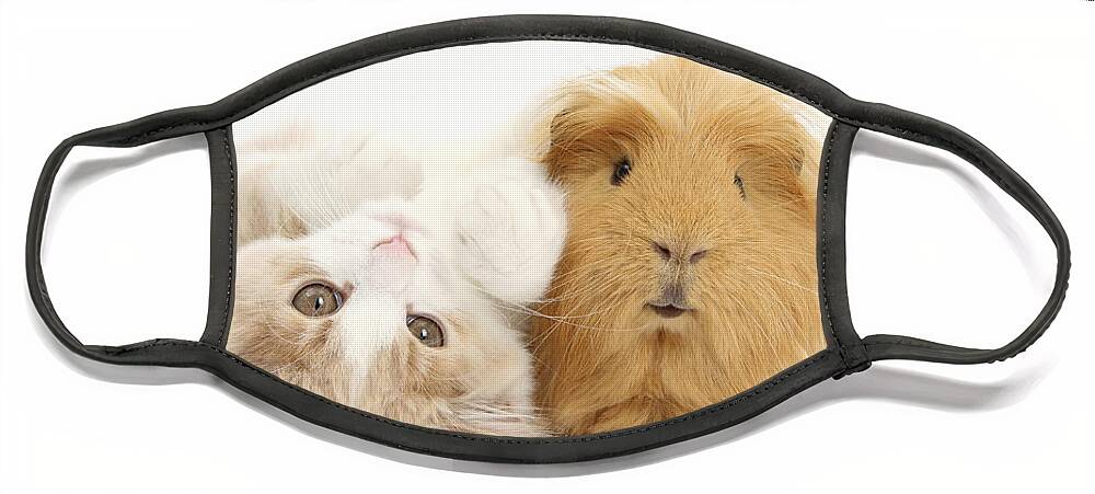 White Background Face Mask featuring the photograph Kitten And Guinea Pig #11 by Mark Taylor