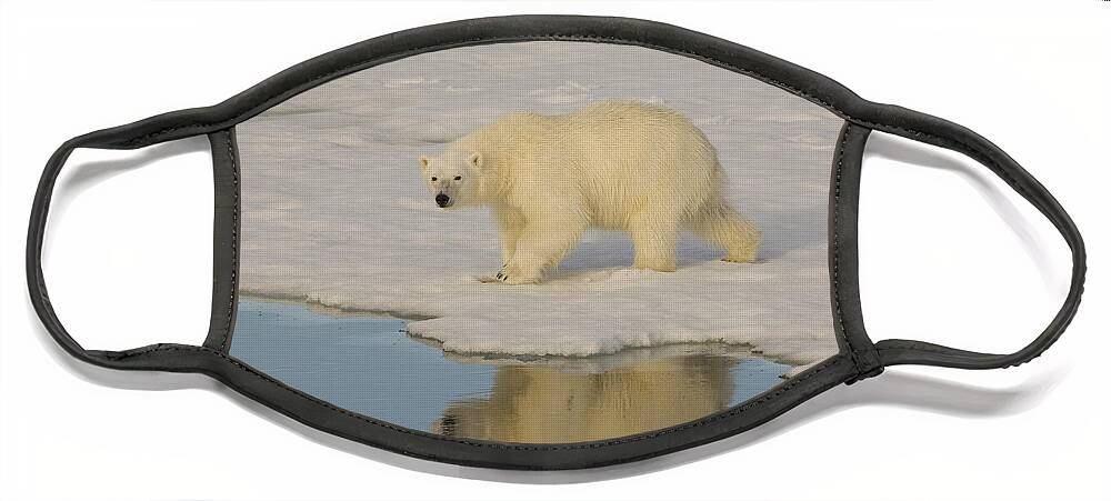Polar Bear Face Mask featuring the photograph Polar Bear Walking On Ice #11 by John Shaw