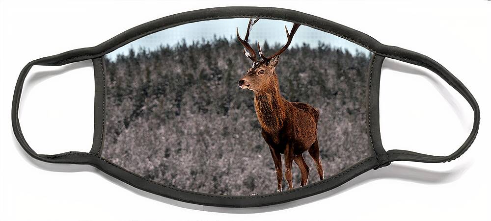 Stag In The Snow Face Mask featuring the photograph Red Deer Stag #11 by Gavin Macrae