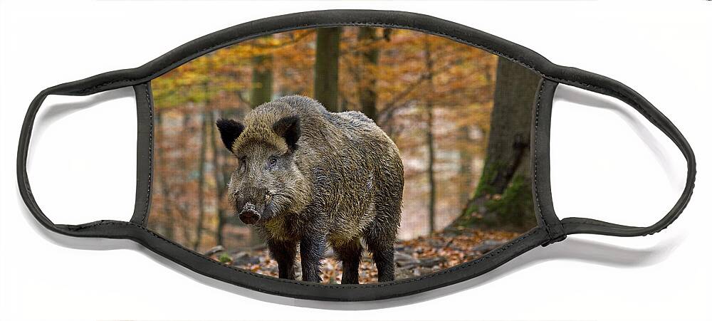 Wild Boar Face Mask featuring the photograph Wild Boar in Autumn Forest by Arterra Picture Library