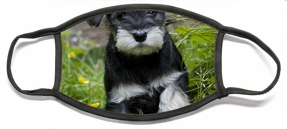 Dog Face Mask featuring the photograph Schnauzer Puppy Dog #14 by John Daniels