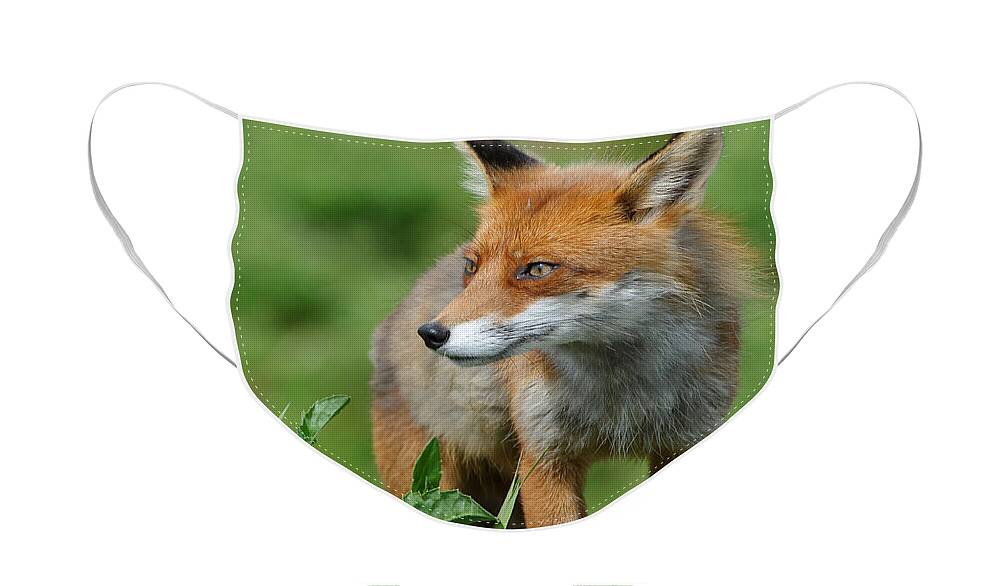 European Red Fox Face Mask For Sale By Willi Rolfes