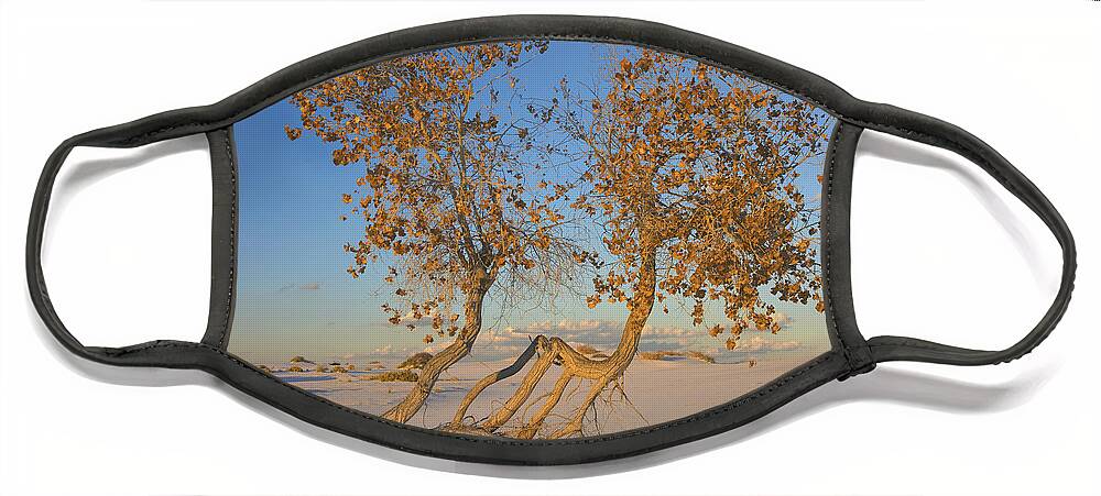 Mp Face Mask featuring the photograph Cottonwood in White Sands by Tim Fitzharris