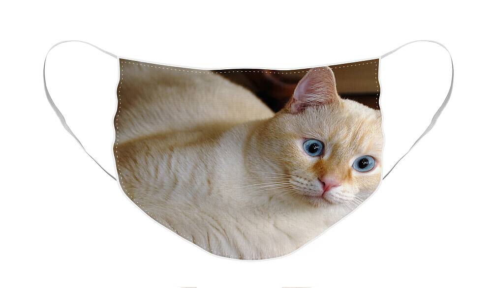 Blue Eyes Face Mask featuring the photograph Flame Point Siamese Cat #17 by Amy Cicconi