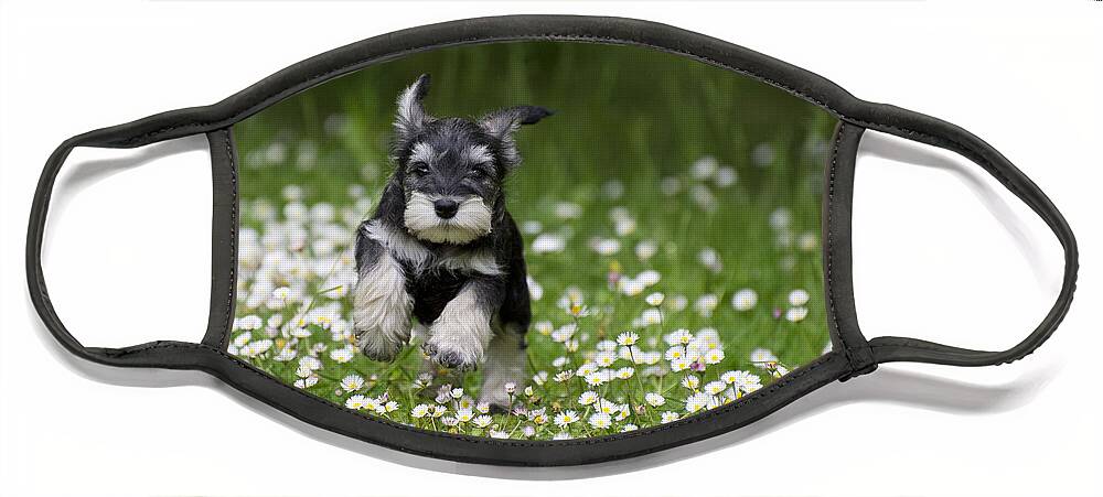 Dog Face Mask featuring the photograph Schnauzer Puppy Dog #18 by John Daniels