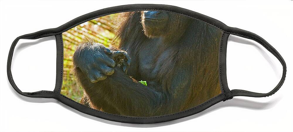 Nature Face Mask featuring the photograph Western Lowland Gorilla Female #19 by Millard H. Sharp