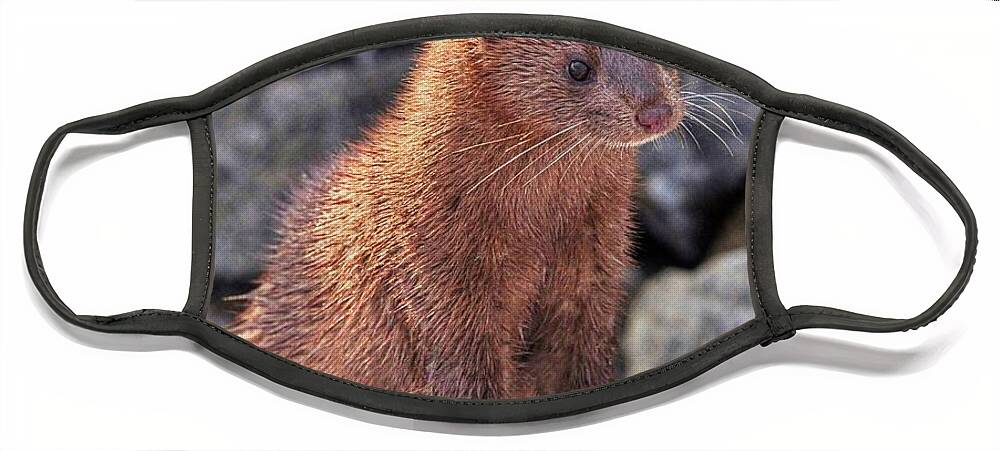 Mink Face Mask featuring the photograph An American Mink by Kathy Baccari
