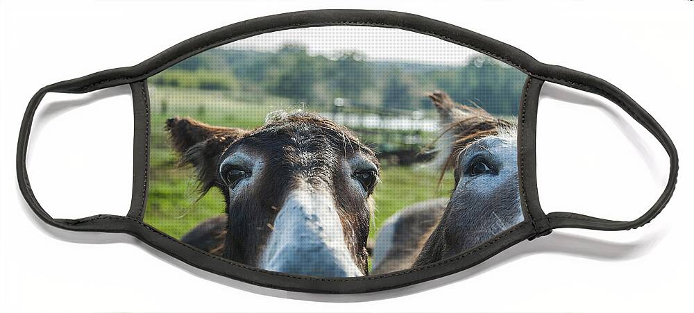 Animal Personalities Two Funny Donkeys Ham It Up for Camera Face Mask by  Jani Bryson - Fine Art America