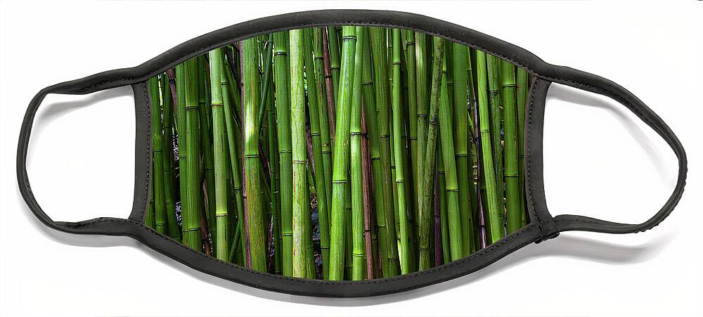 Photography Face Mask featuring the photograph Bamboo Trees, Maui, Hawaii, Usa #2 by Panoramic Images