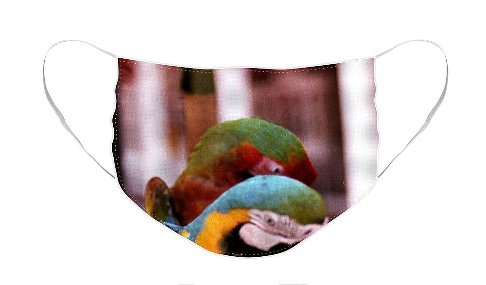 Parrots Face Mask featuring the photograph 2 Birds by Karl Rose