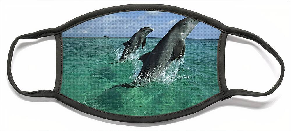 Feb0514 Face Mask featuring the photograph Bottlenose Dolphin Pair Leaping Honduras #2 by Konrad Wothe