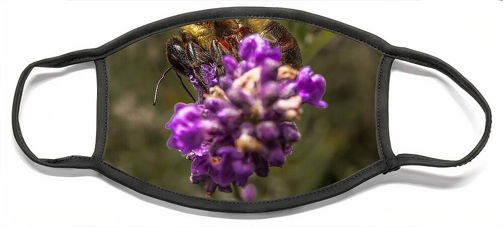 Flower Face Mask featuring the photograph Carpenter Bee on a Lavender Spike by Ron Pate