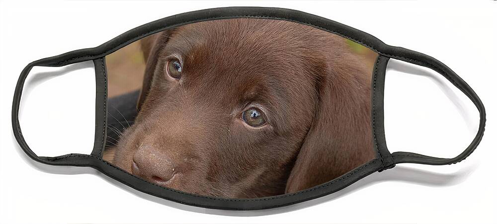 7 Weeks Old Face Mask featuring the photograph Chocolate Labrador Retriever Puppy #2 by Linda Arndt
