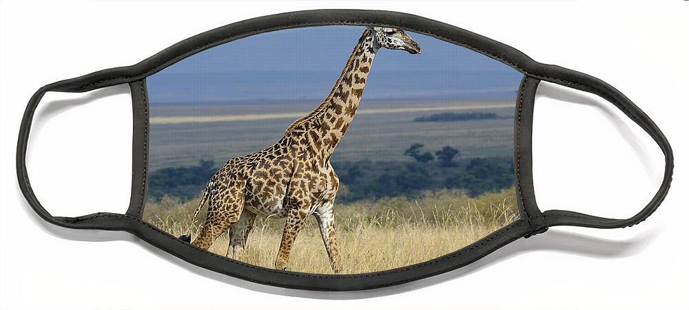 Africa Face Mask featuring the photograph Common Giraffe #2 by John Shaw