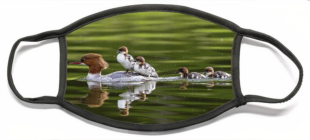 Feb0514 Face Mask featuring the photograph Common Merganser Mother Carrying Chicks #2 by Konrad Wothe