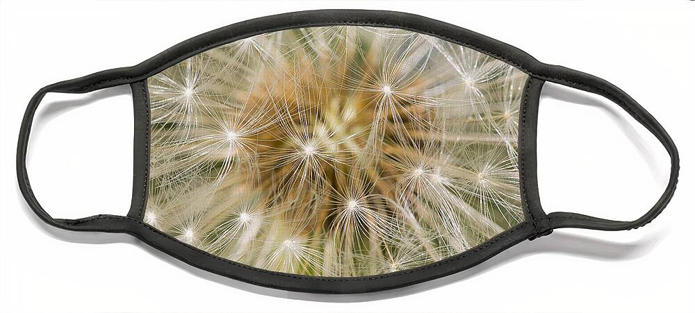 Nis Face Mask featuring the photograph Dandelion Seedhead Noord-holland #2 by Mart Smit