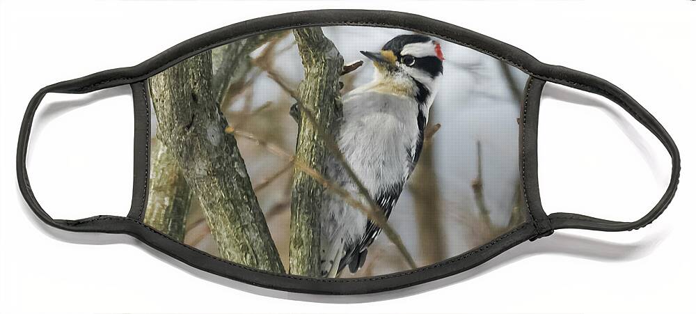 Woodpecker Face Mask featuring the photograph Downy Woodpecker #3 by Holden The Moment