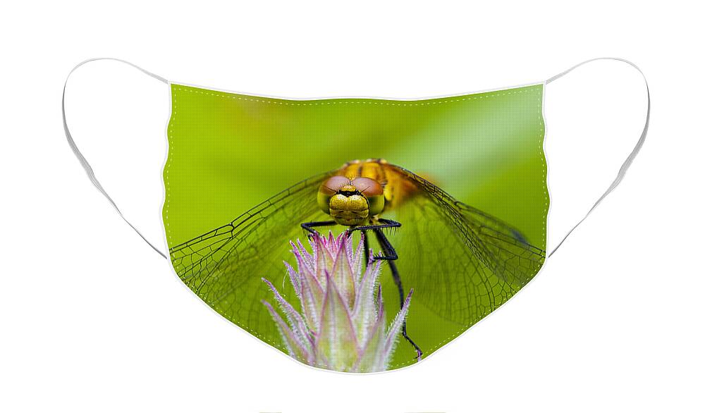 Dragonfly Face Mask featuring the photograph Dragonfly #2 by Chris Smith