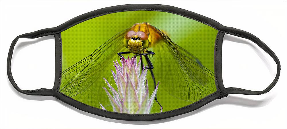 Dragonfly Face Mask featuring the photograph Dragonfly #2 by Chris Smith