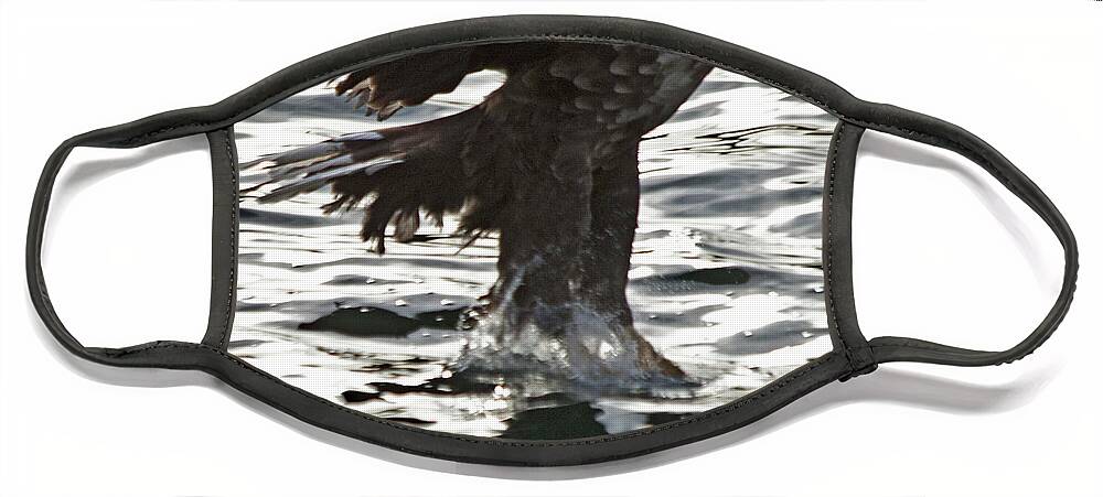 White_tailed Eagle Face Mask featuring the photograph European Fishing Sea Eagle 3 by Heiko Koehrer-Wagner