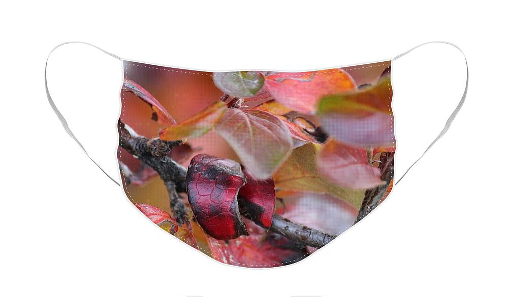 Leaves Face Mask featuring the photograph Fall Leaves #2 by Ann E Robson