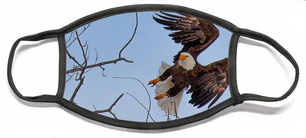 Bald Eagle Face Mask featuring the photograph Heron Hunter #2 by Kevin Dietrich