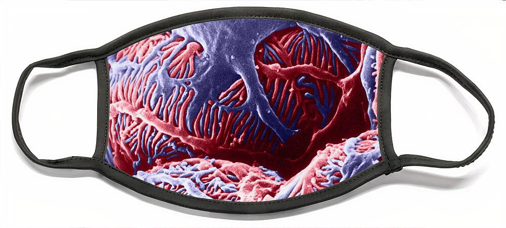 System Face Mask featuring the photograph Kidney Glomerulus, Sem by Don W Fawcett