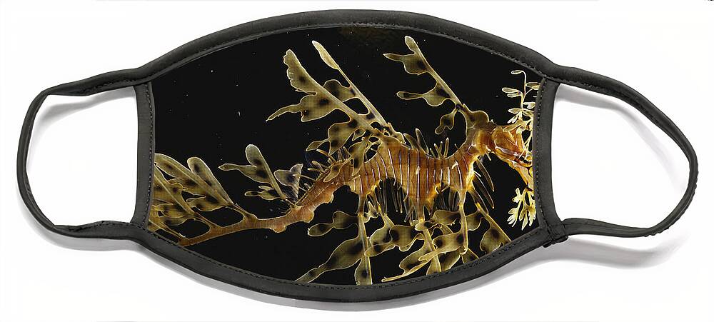 Actinopterygii Face Mask featuring the photograph Leafy Sea Dragon by Paul Zahl