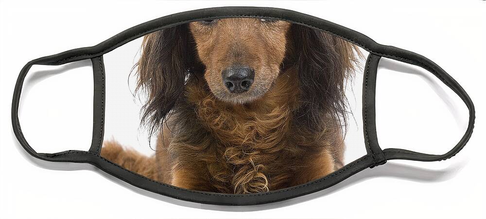 Dachshund Face Mask featuring the photograph Long-haired Dachshund #3 by Jean-Michel Labat