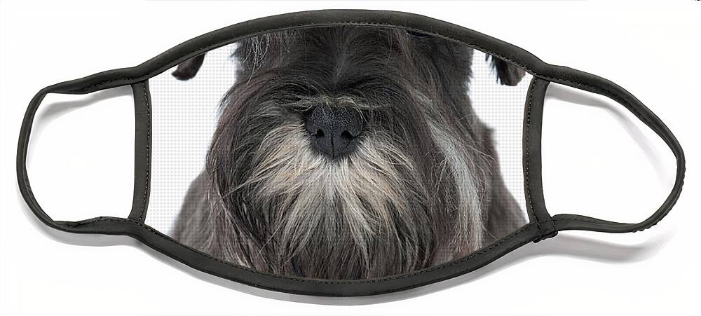 Dog Face Mask featuring the photograph Miniature Schnauzer Puppy #2 by Jean-Michel Labat