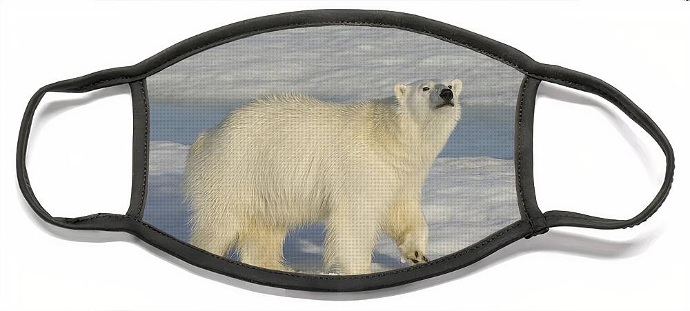 Polar Bear Face Mask featuring the photograph Polar Bear Walking On Ice #2 by John Shaw