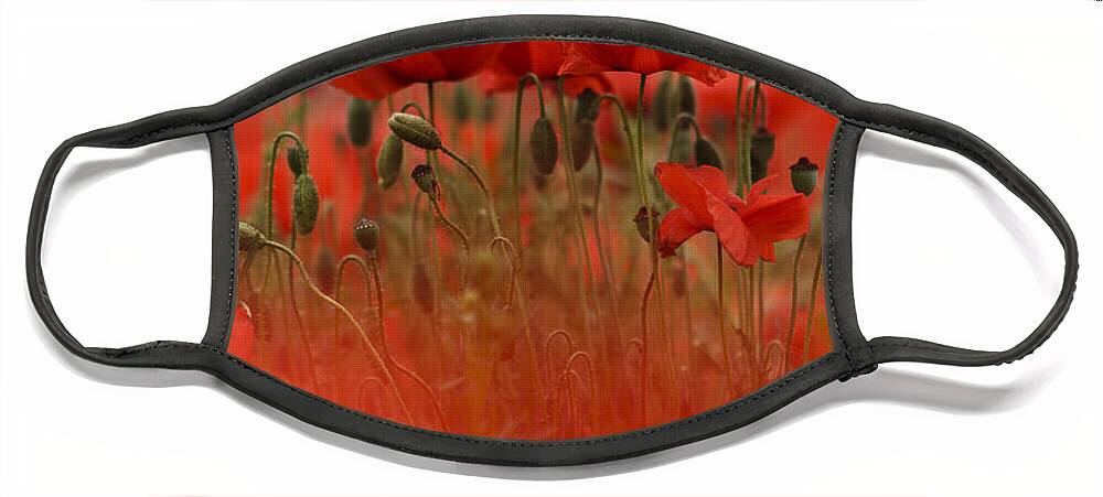 Poppy Face Mask featuring the photograph Red #2 by Nailia Schwarz