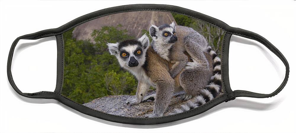 Feb0514 Face Mask featuring the photograph Ring-tailed Lemur And Young Madagascar #2 by Pete Oxford