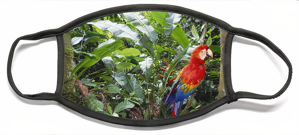 Full Length Face Mask featuring the photograph Scarlet Macaw by Art Wolfe