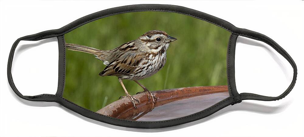 Melospiza Melodia Face Mask featuring the photograph Song Sparrow #2 by Linda Freshwaters Arndt