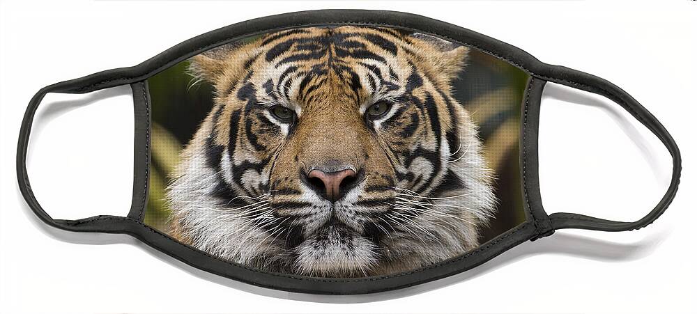 San Diego Zoo Face Mask featuring the photograph Sumatran Tiger by San Diego Zoo