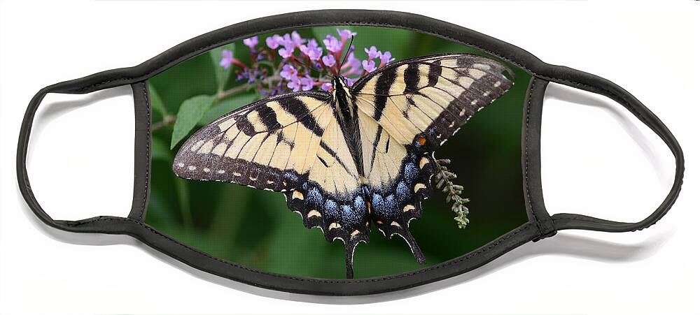 Butterfly Face Mask featuring the photograph Tiger Swallowtail on Butterfly Bush #2 by Robert E Alter Reflections of Infinity