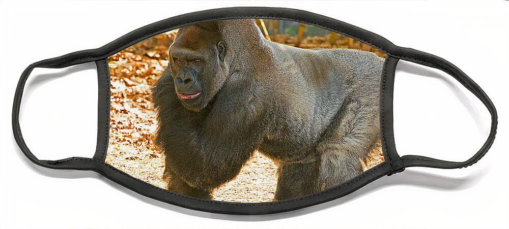 Nature Face Mask featuring the photograph Western Lowland Gorilla Male #2 by Millard H. Sharp