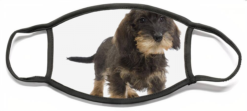 Dachshund Face Mask featuring the photograph Wire-haired Dachshund #3 by Jean-Michel Labat