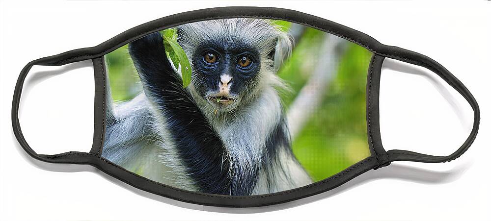 Thomas Marent Face Mask featuring the photograph Zanzibar Red Colobus In Tree Jozani by Thomas Marent