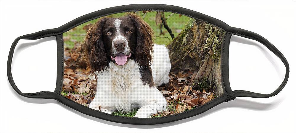 Dog Face Mask featuring the photograph English Springer Spaniel by John Daniels