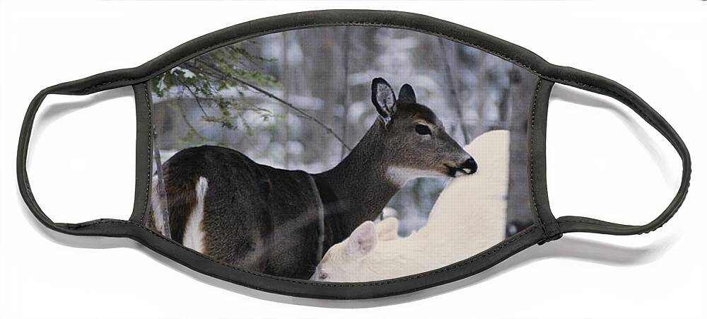Nature Face Mask featuring the photograph Albino And Normal White-tailed Deer by Thomas & Pat Leeson