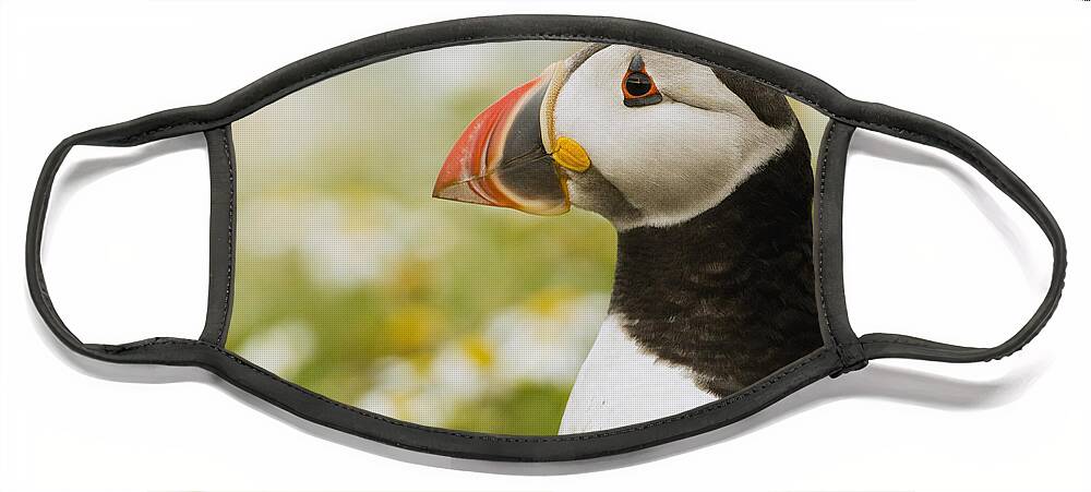 Sebastian Kennerknecht Face Mask featuring the photograph Atlantic Puffin In Breeding Plumage #3 by Sebastian Kennerknecht