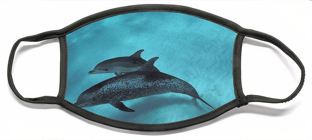 Feb0514 Face Mask featuring the photograph Atlantic Spotted Dolphin Pair Bahamas #3 by Flip Nicklin