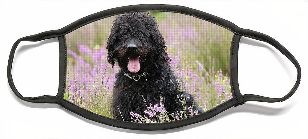 Labradoodle Face Mask featuring the photograph Black Labradoodle #3 by John Daniels
