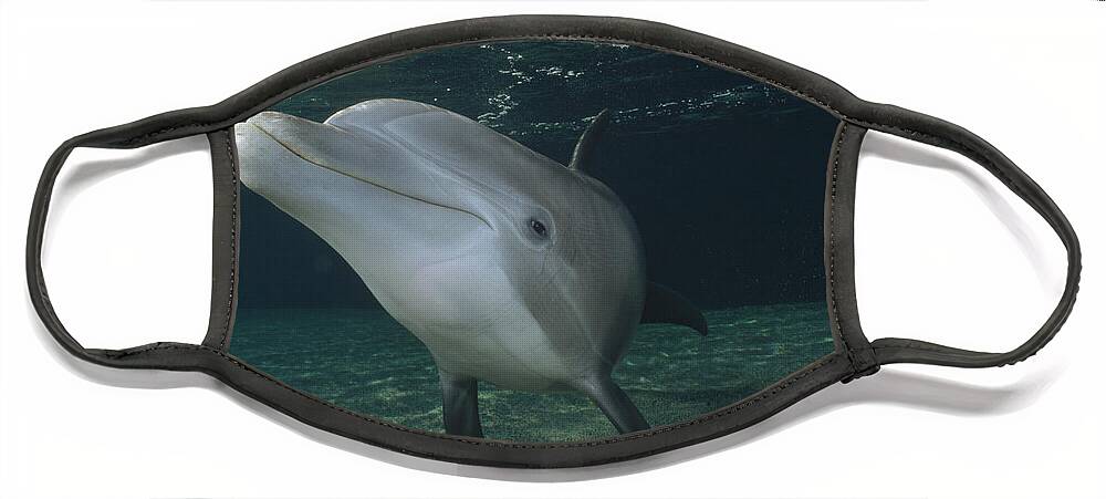 Feb0514 Face Mask featuring the photograph Bottlenose Dolphin Portrait Hawaii #3 by Flip Nicklin