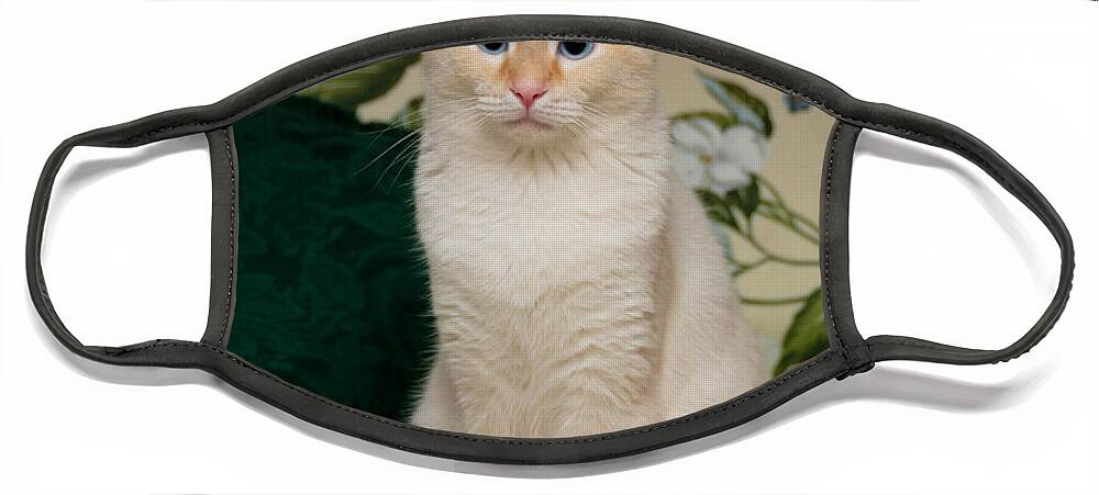 Blue Eyes Face Mask featuring the photograph Flame Point Siamese Cat #3 by Amy Cicconi