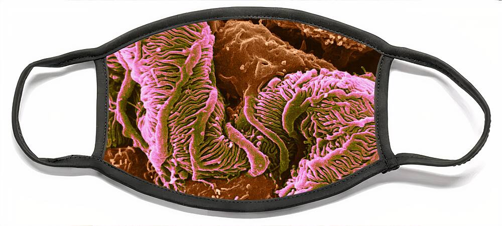 Science Face Mask featuring the photograph Glomerulus, Sem #3 by David M. Phillips